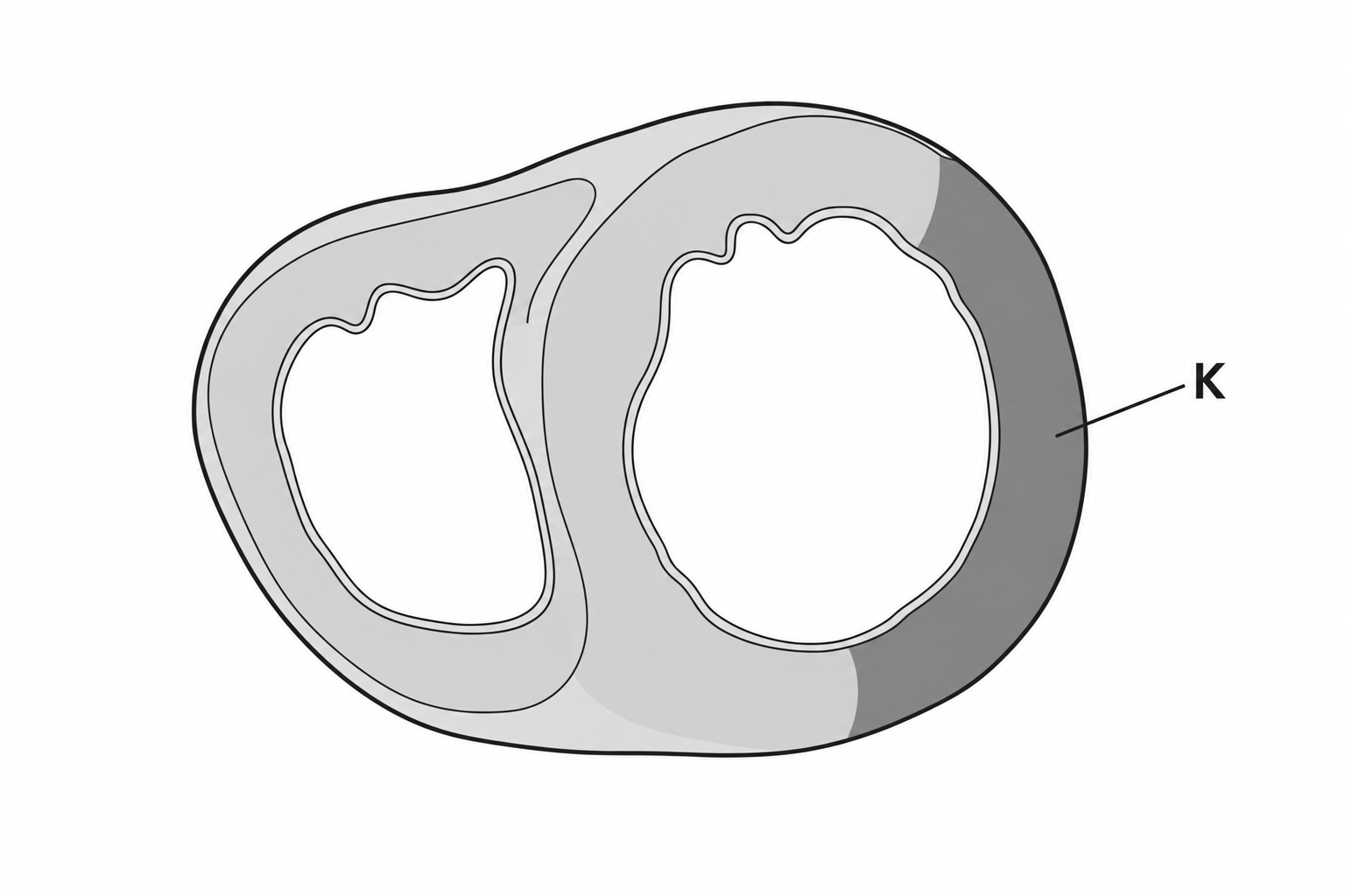 Diagram for question 10: Which structure is highlighted by the dark band labelled K?