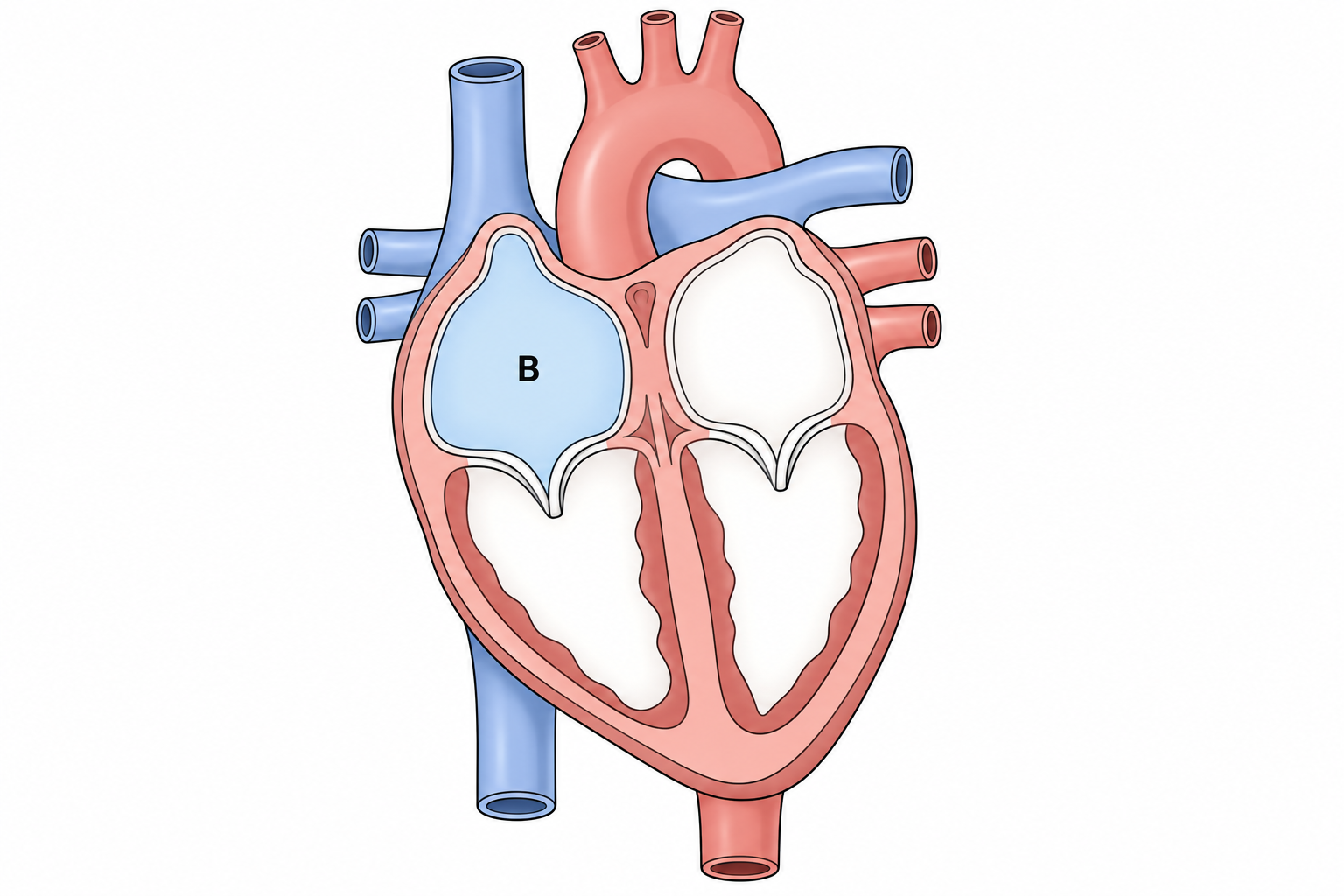 Diagram for question 2: The shaded chamber labelled B is which part of the mammalian heart?