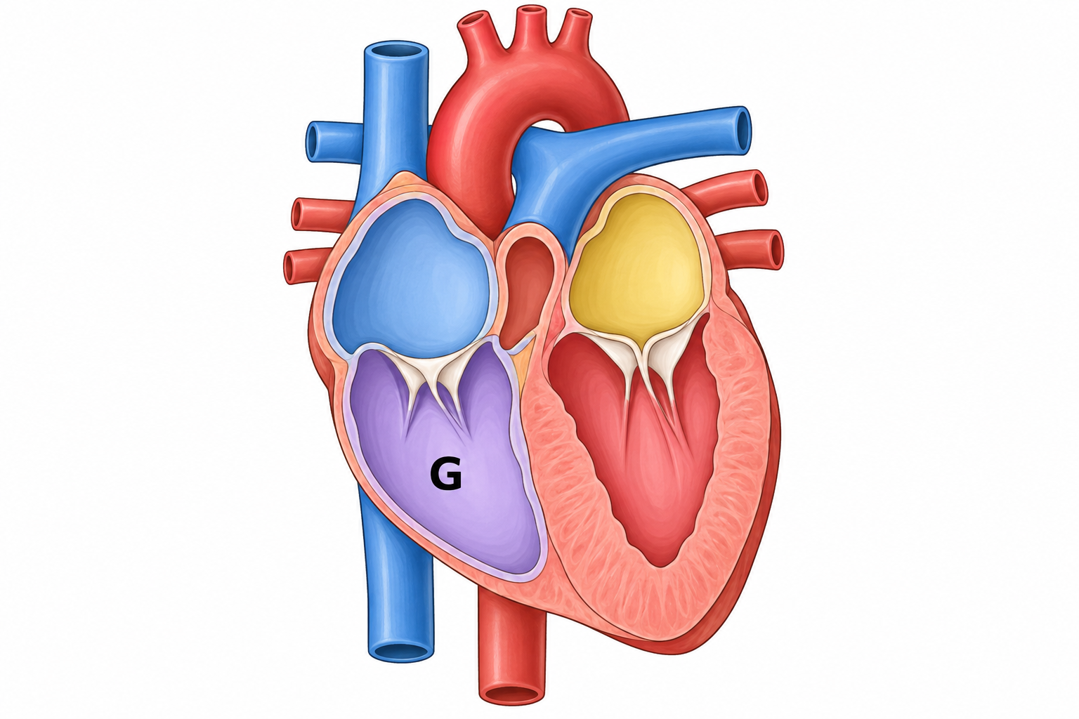 Diagram for question 7: Which chamber is marked G in this heart diagram?