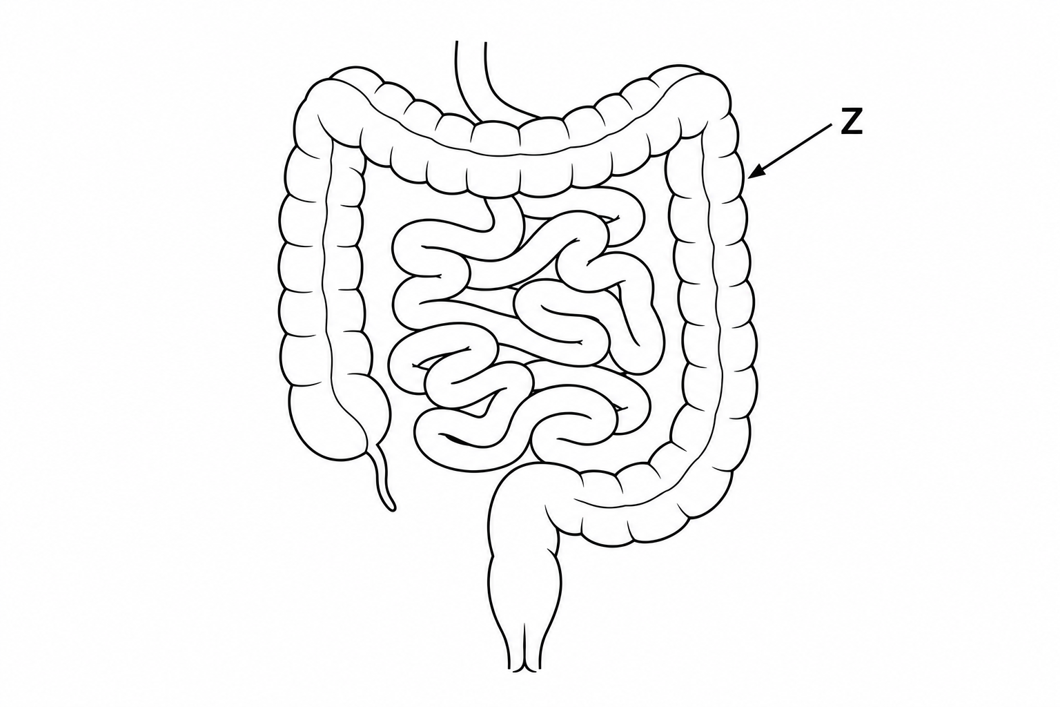 Diagram for question 10: The organ labelled Z receives material that has passed through the small intestine. Which statement…