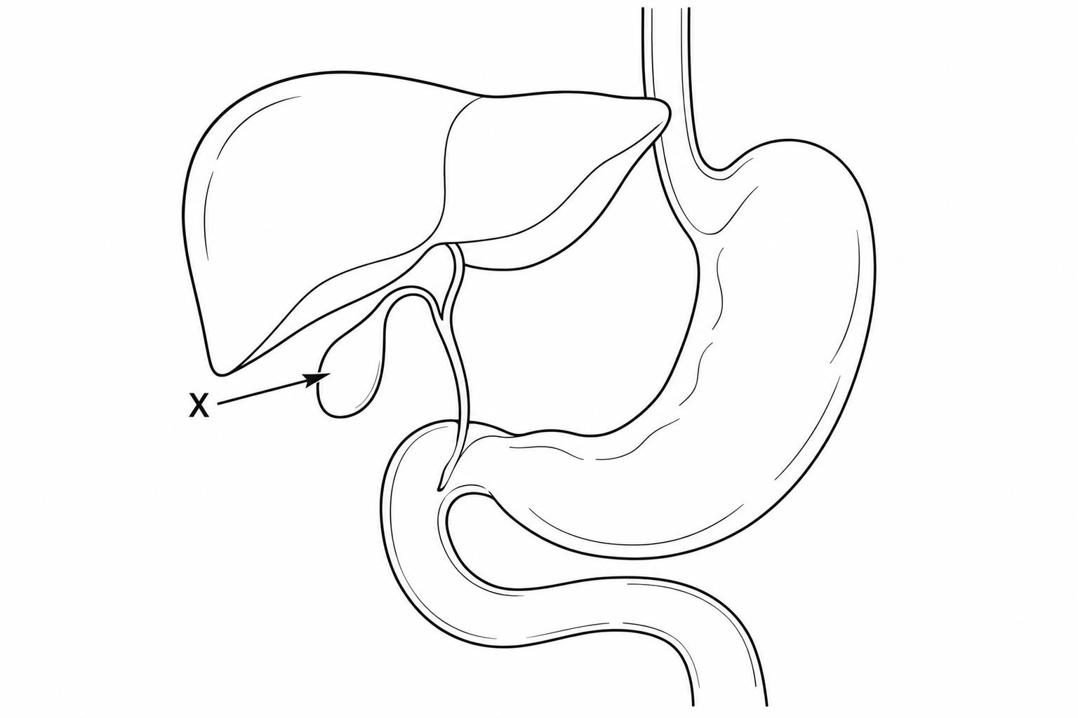 Diagram for question 8: The diagram shows an accessory organ labelled X. What is the function of X in digestion?