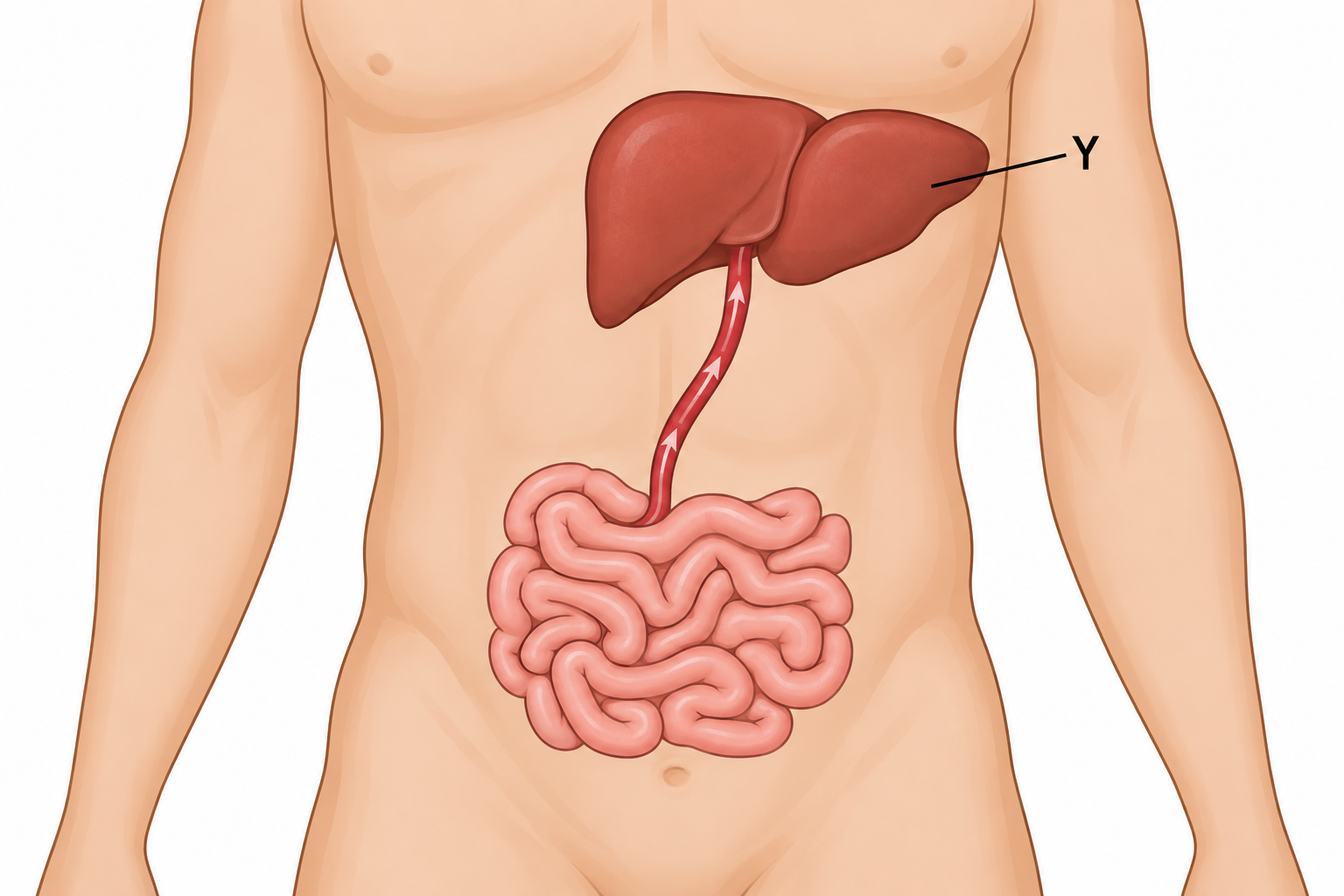 Diagram for question 9: The diagram shows blood carrying absorbed nutrients from the small intestine to organ Y. Which activity of…
